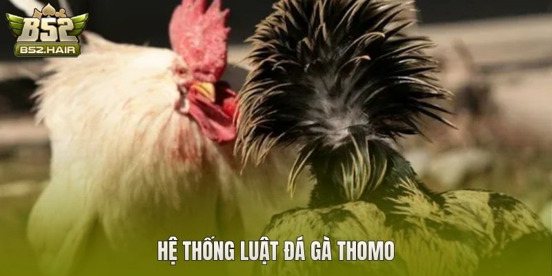 Hệ thống luật đá gà Thomo