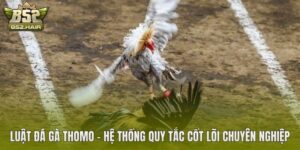 Luật Đá Gà Thomo – Hệ Thống Quy Tắc Cốt Lõi Chuyên Nghiệp