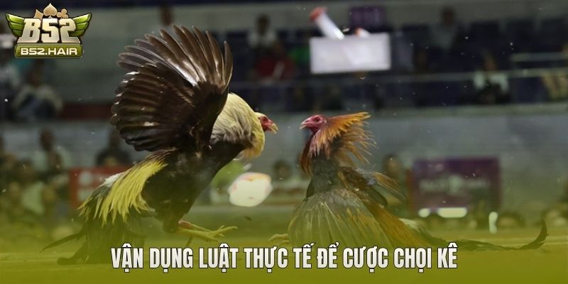 Vận dụng luật thực tế để cược chọi kê